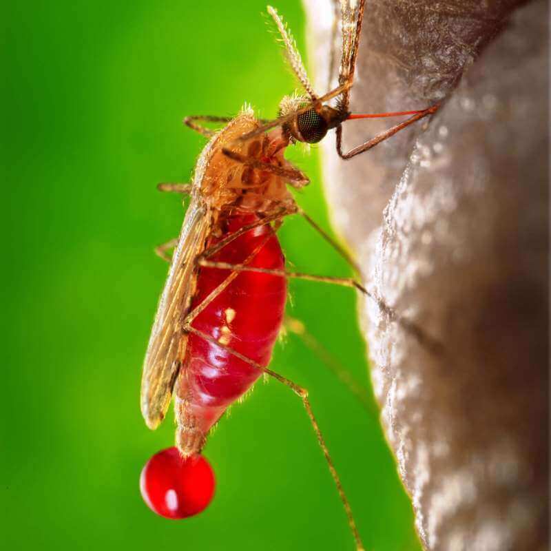 איך למנוע יתושים - ביו באג הדברה מוסמכת