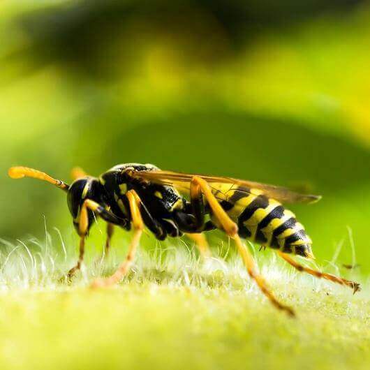 הדברת צרעות, Wasps pest control