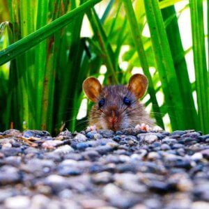 לכידת חולדות ועכברים בפתח תקווה