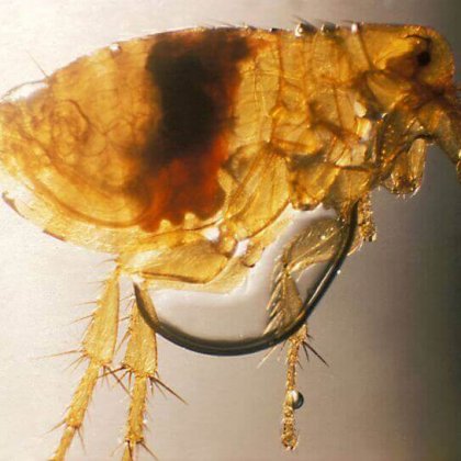 הדברת פרעושים – Flea pest control