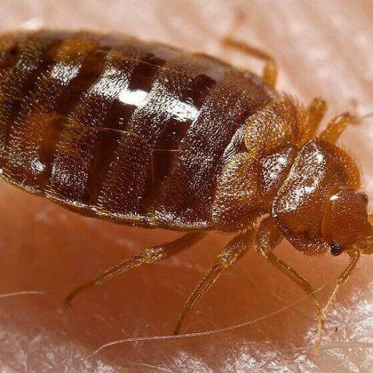 הדברת פשפש המיטה – Bed bugs pest control